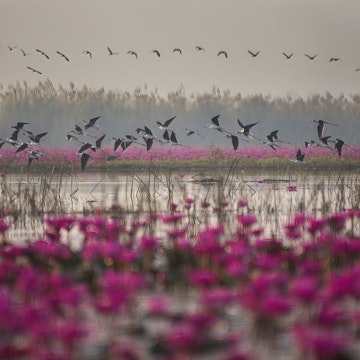Flocks of natural birds are flying out in the morning for food in the water-filled fields and abundant red lotuses.